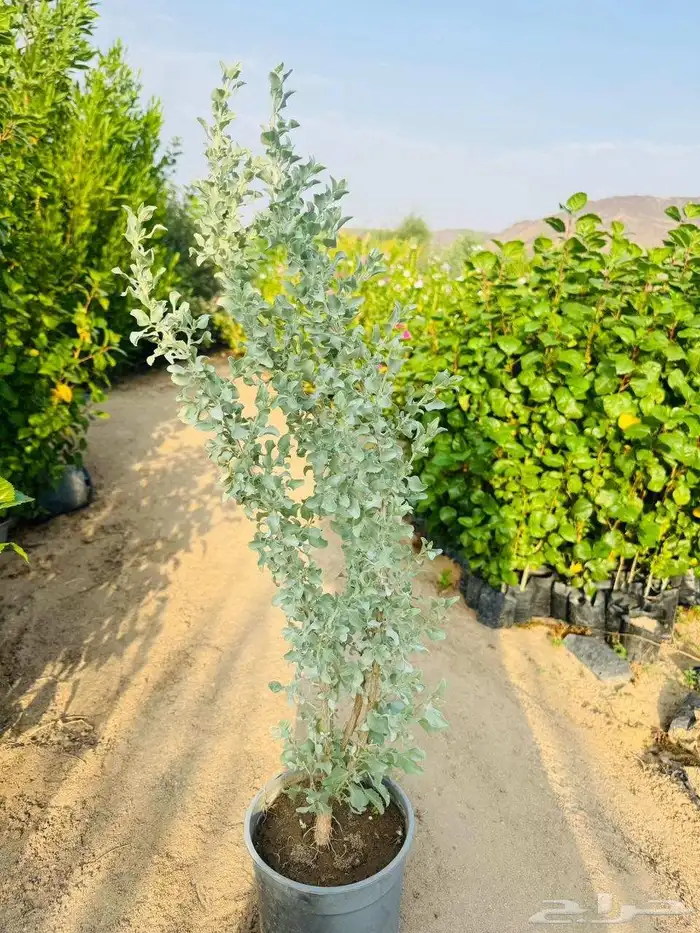 اسعار خياليه مشاتل الخيف 9
