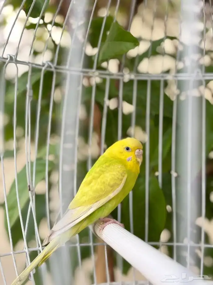 طيور الحب باجي 1