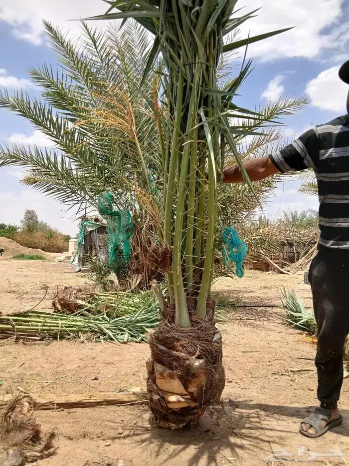 يوجد لدينا جميع أنواع انخيل اللبيع ونوايع فاخره ونخل زينه 6