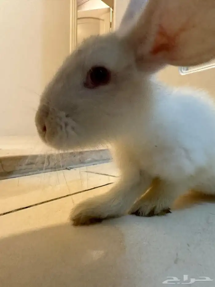أرانب 2