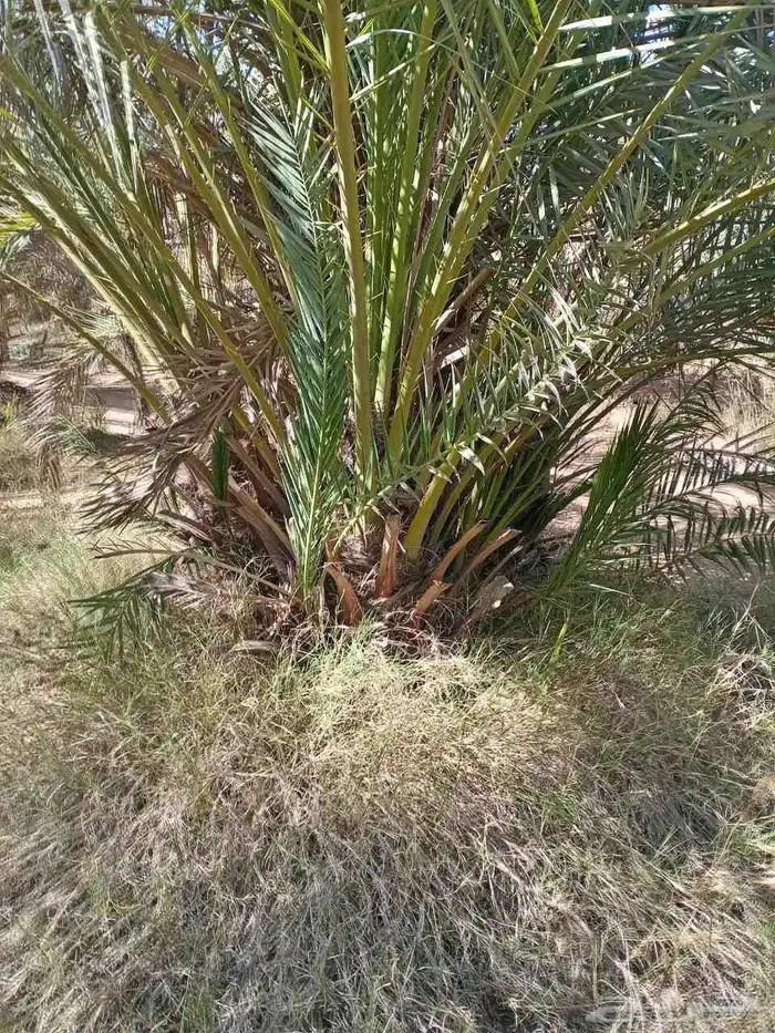 ابوسبأ لبيع وشراء جميع انواع النخل يوجد لدي نخيل فروخ خلاص س 5