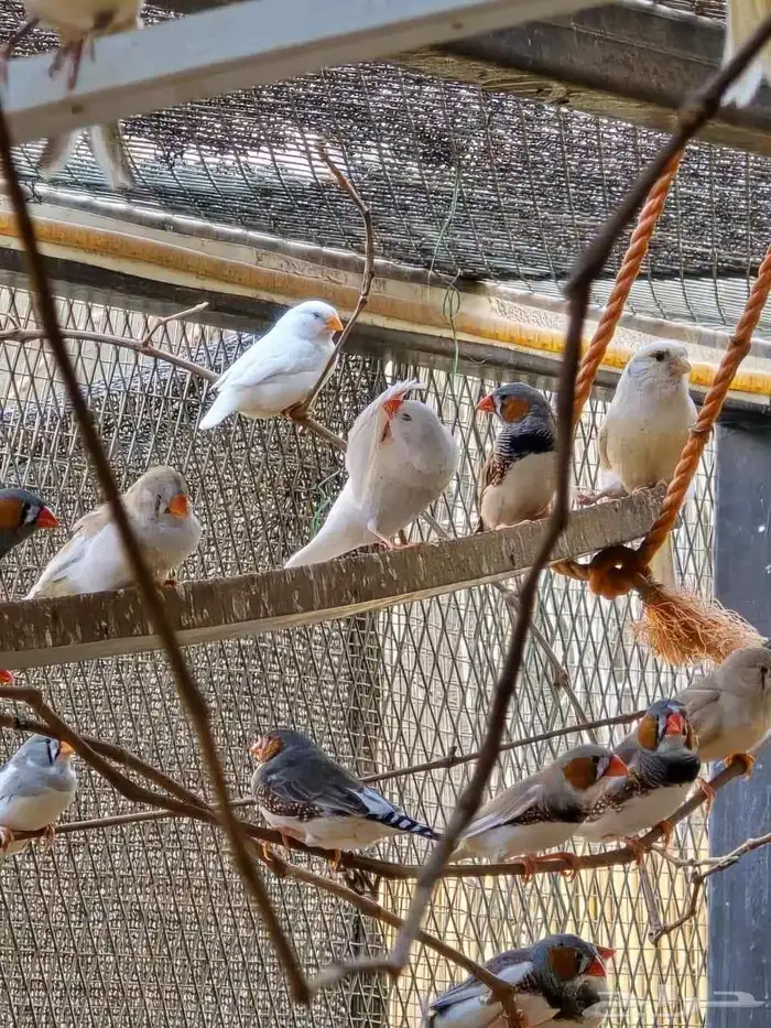للبيع اجواز طيور زيبرا 2