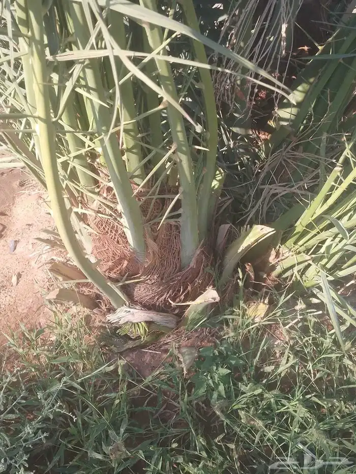 يوجد لادينا نخل عربي جميع انواع ولا مقاسات 1