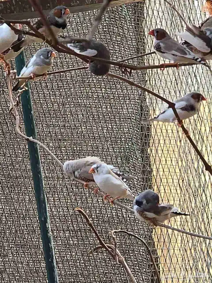 للبيع اجواز طيور زيبرا 3
