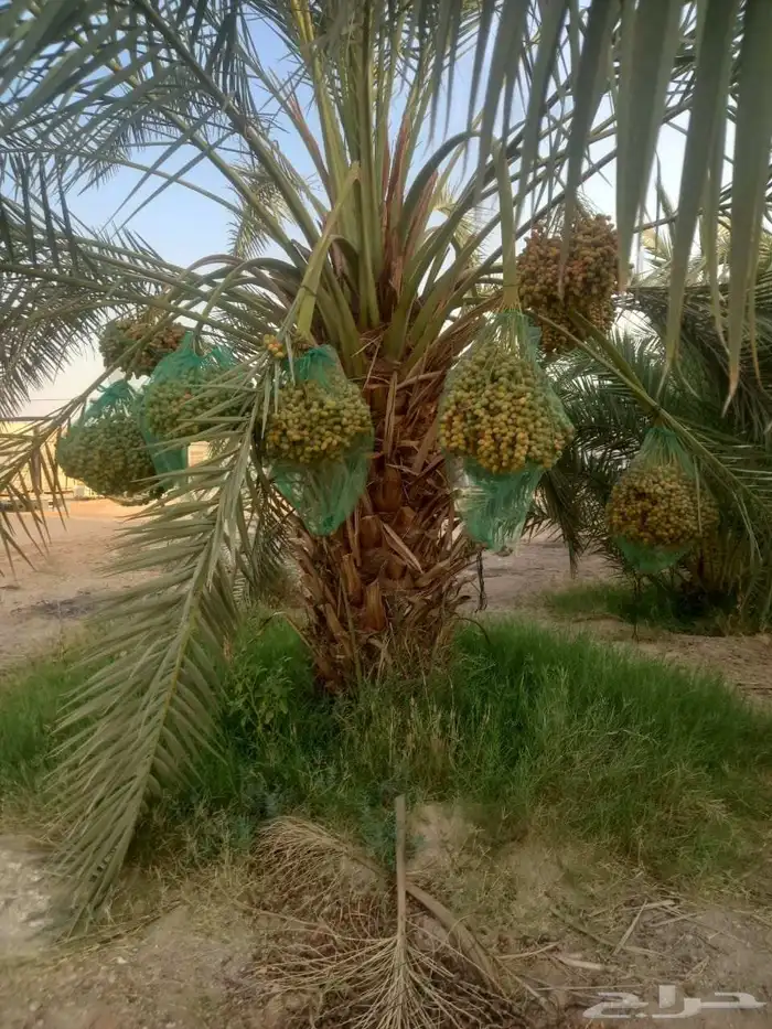نخل مثمر فاخر نخل واشنطني زينه الأسعار مناسبه 0