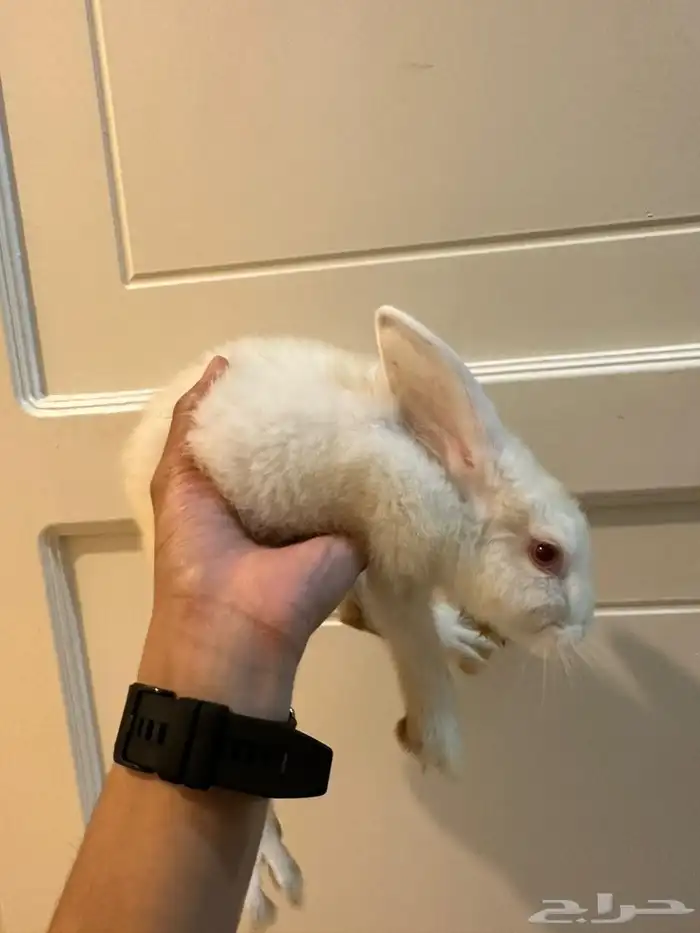 أرانب 1