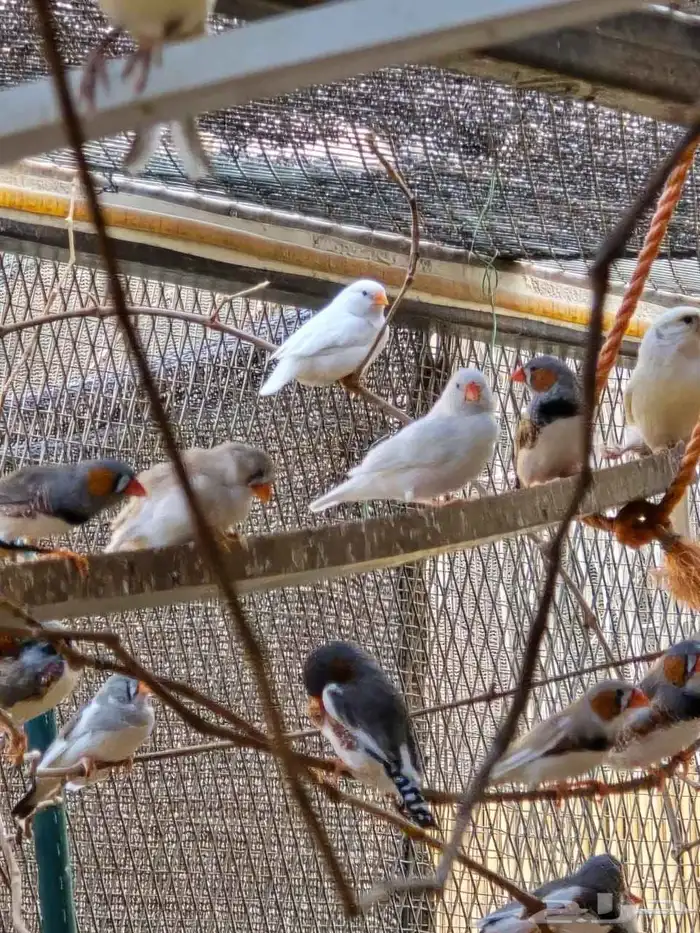 للبيع اجواز طيور زيبرا 1