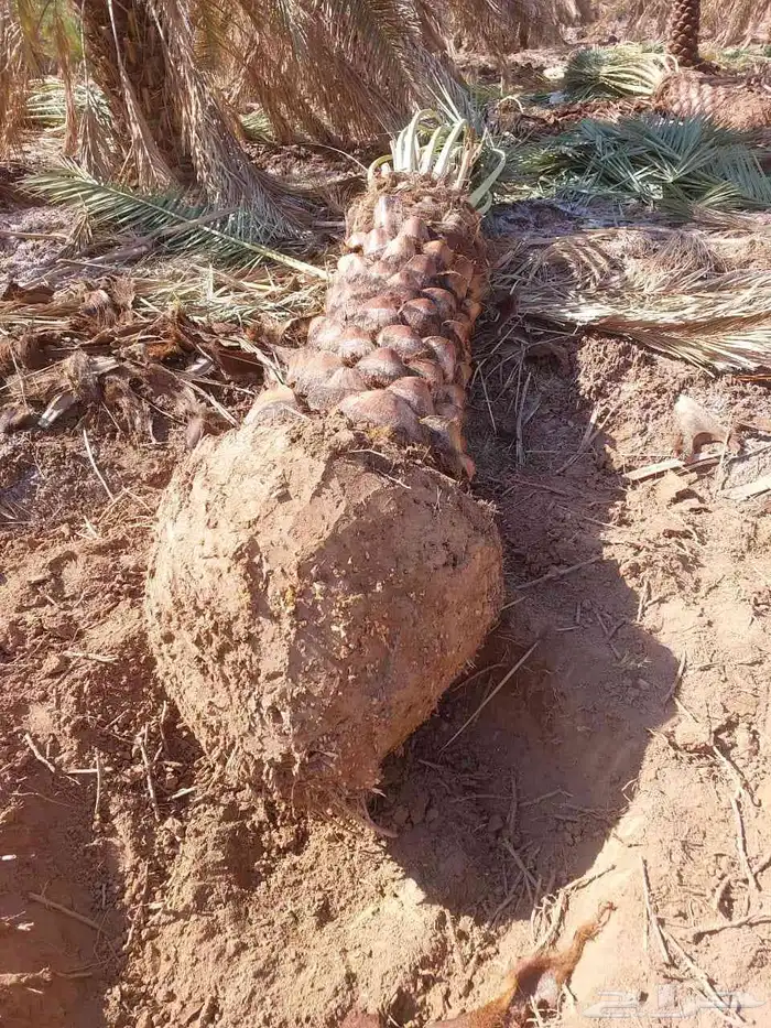 يوجد لادينا نخل عربي جميع انواع ولا مقاسات 7