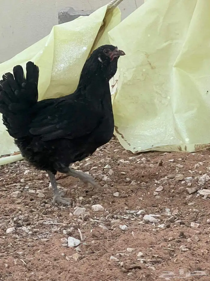 للبيع ديك ودجاجه 1