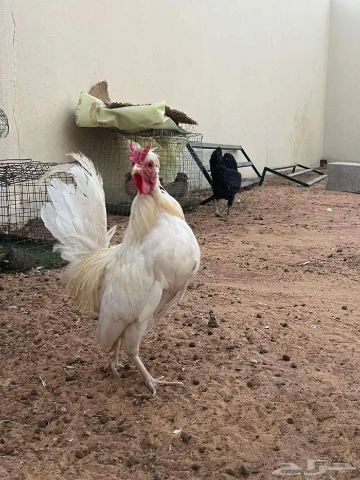 للبيع ديك ودجاجه 0