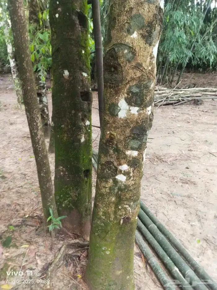 العود عندي ناغلندي 2