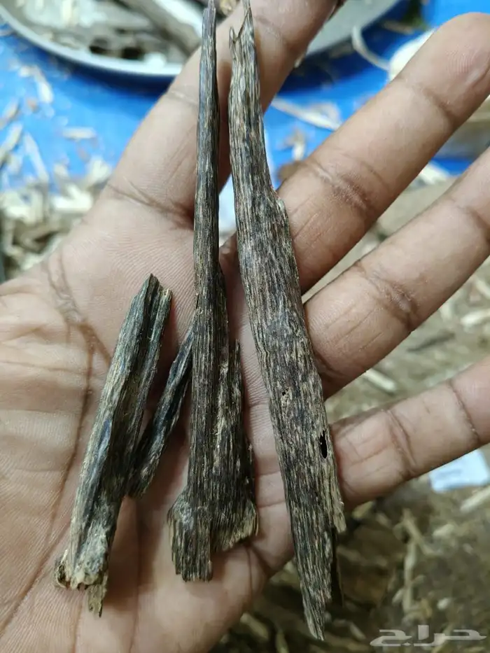 العود عندي ناغلندي 4