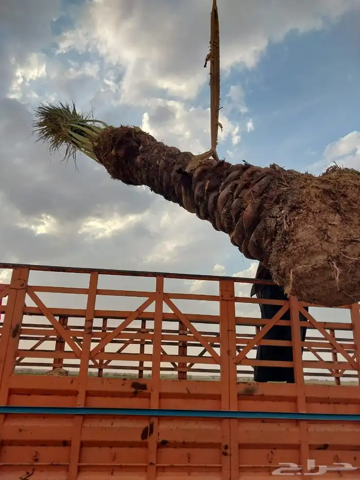 نخل للبيع القصيم 7