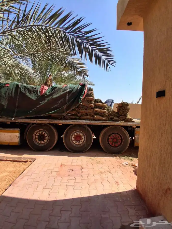 نجيل طبيعي سي 2000  ثيل سي 2000C 6