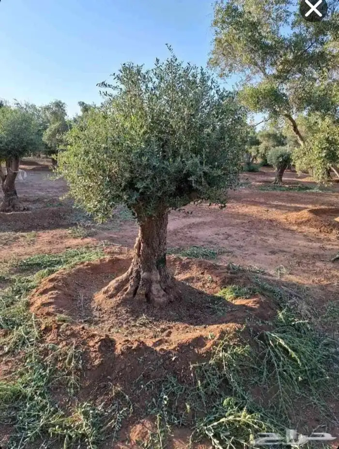 يوجد لدينا اشجار 1