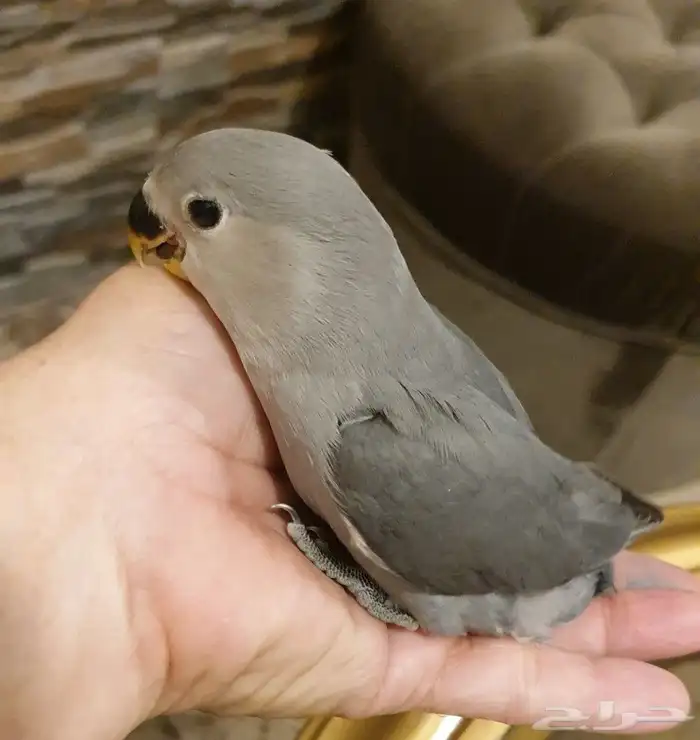 فرخ روز هدد Tame Chick محجل 6