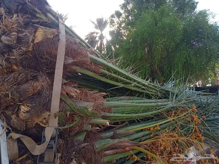 نخل اللبيع 2