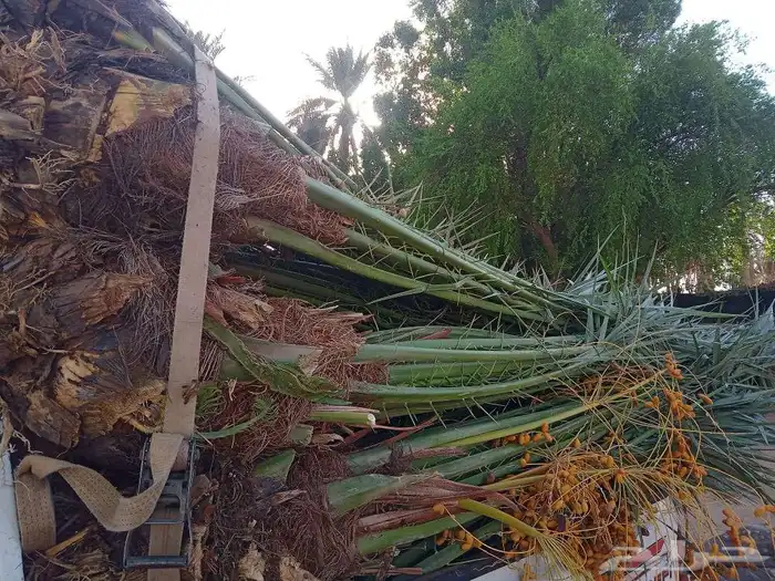 نخل اللبيع 0