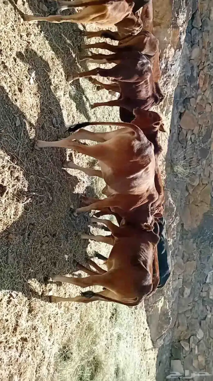 9حسلان ذكور 0