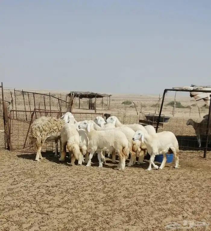 رخال حريه 7