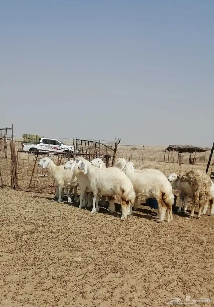 رخال حريه 5