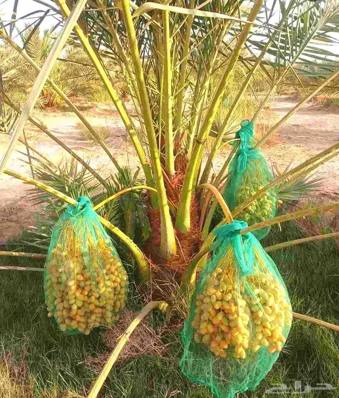 نخل مثمر للبيع هلالي صقعي برحي سكري شيشي نقايل واشنطني زينه 0