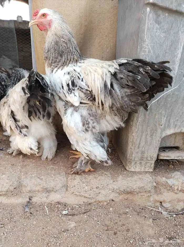 ديوك براهما كولمبي وفيومي مستوى فاخر 0