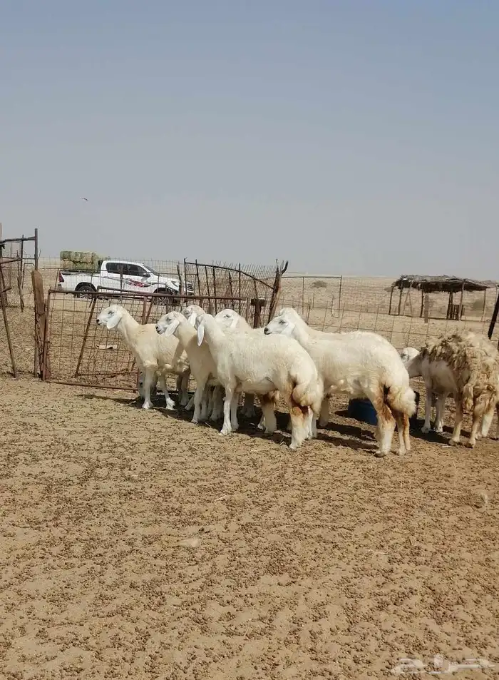 رخال حريه 4