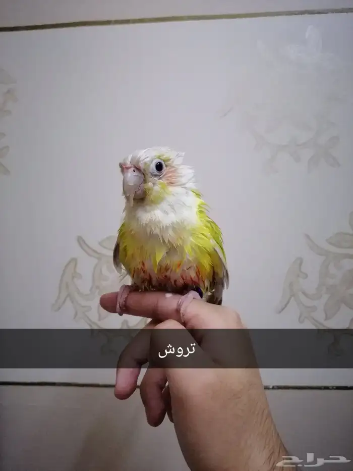 كنيور صن شيك اليف (تم البيع) 5