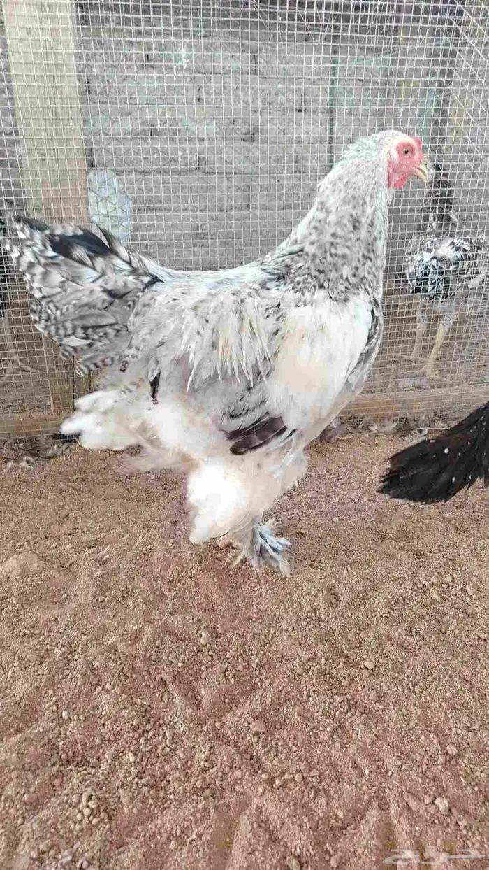 ديوك براهما كولمبي وفيومي مستوى فاخر 1
