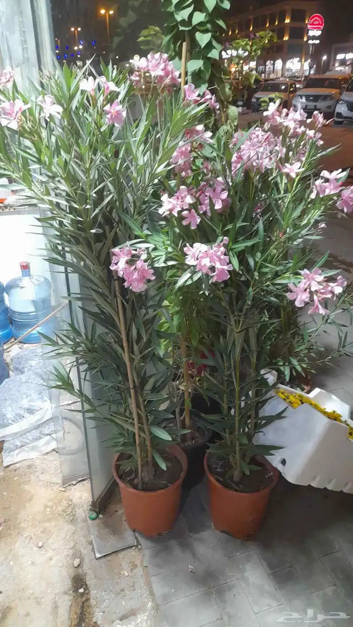 منسق حديق وتركيب جميع شبكات الري العادي 9