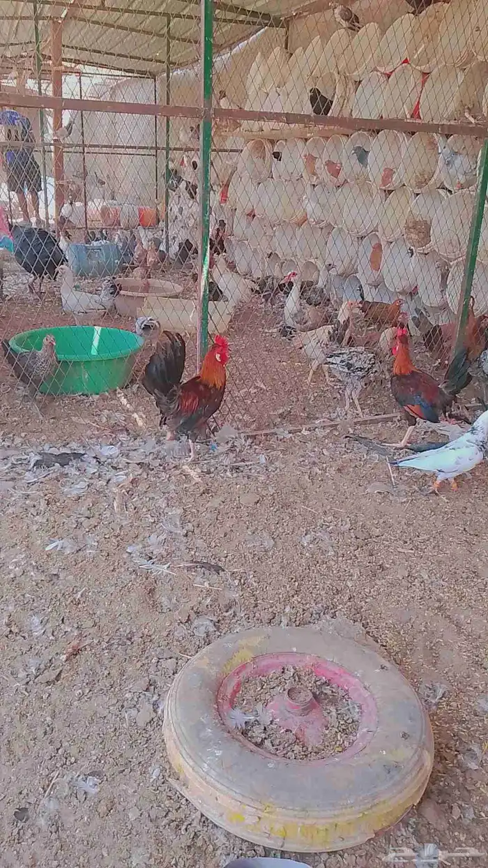 ديوك ابو تركيه للبيع فرق 2