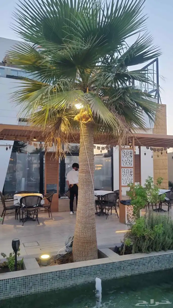 متخصصين في تكريب وتنظيف النخل العربي الواشنطن الامريكي 1