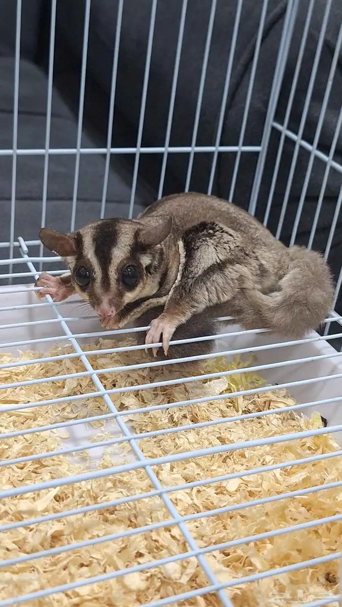 سنجاب طائر للبيع الدمام 4