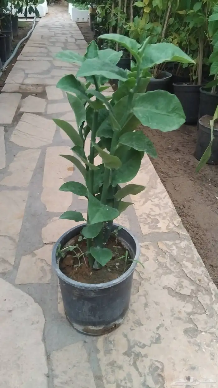 مشتل توفيق 5