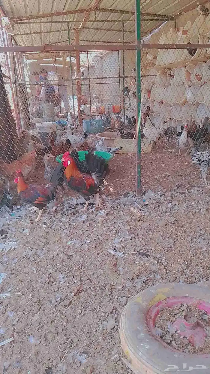 ديوك ابو تركيه للبيع فرق 0