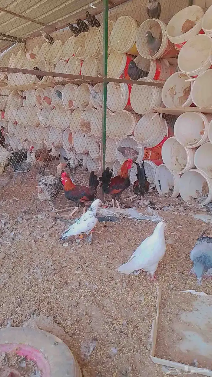 ديوك ابو تركيه للبيع فرق 1