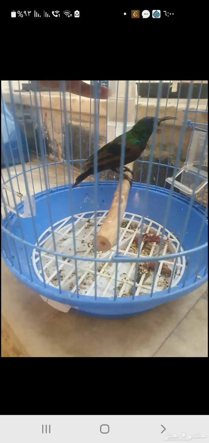 مجموعه طيور الشمس التميره 0