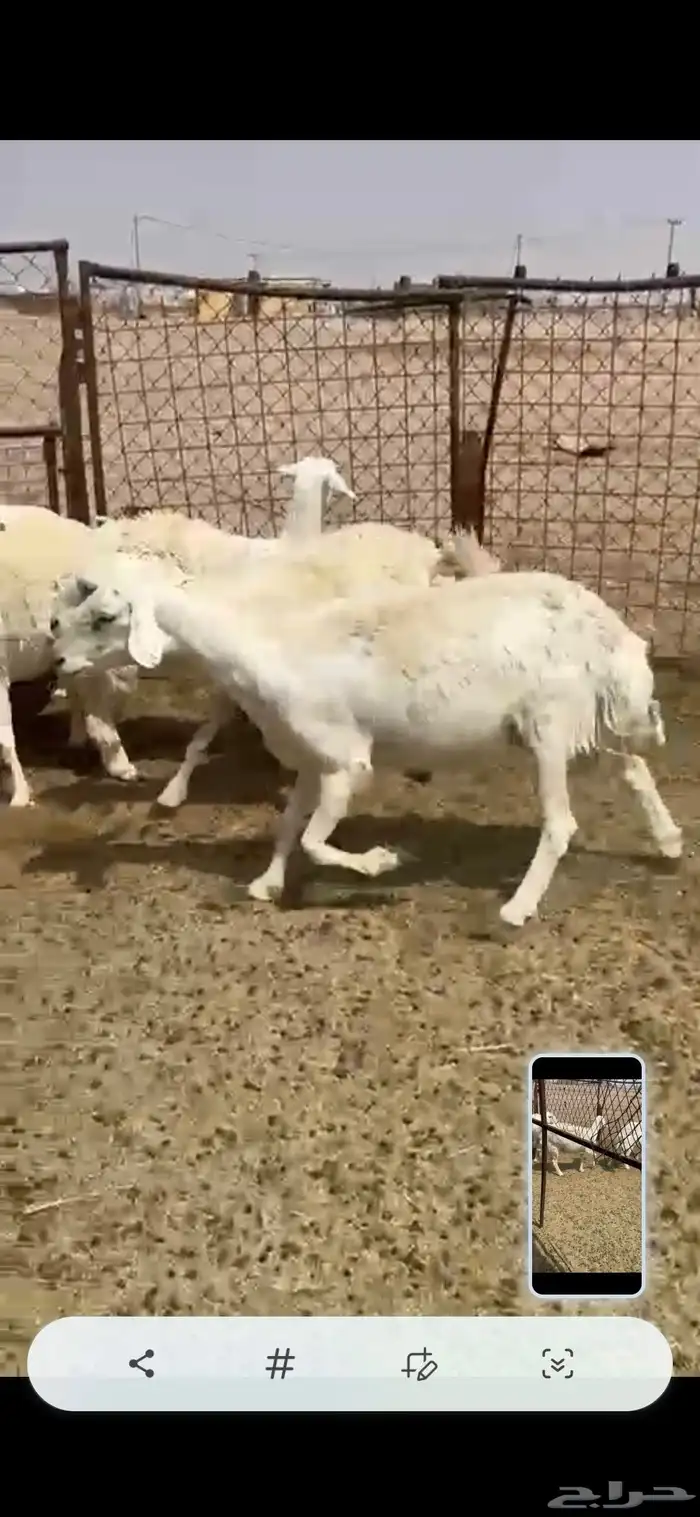 حريات 1