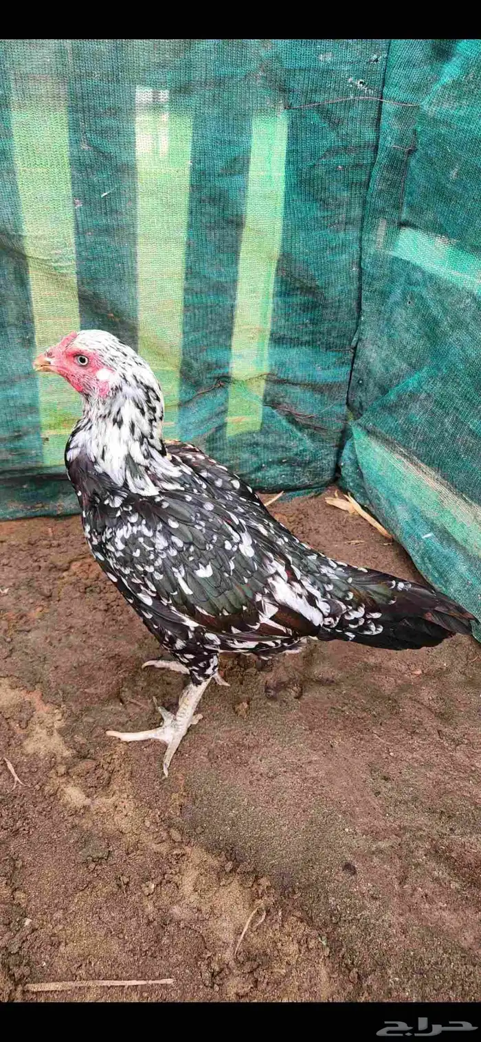 ميوالي زيرو 2