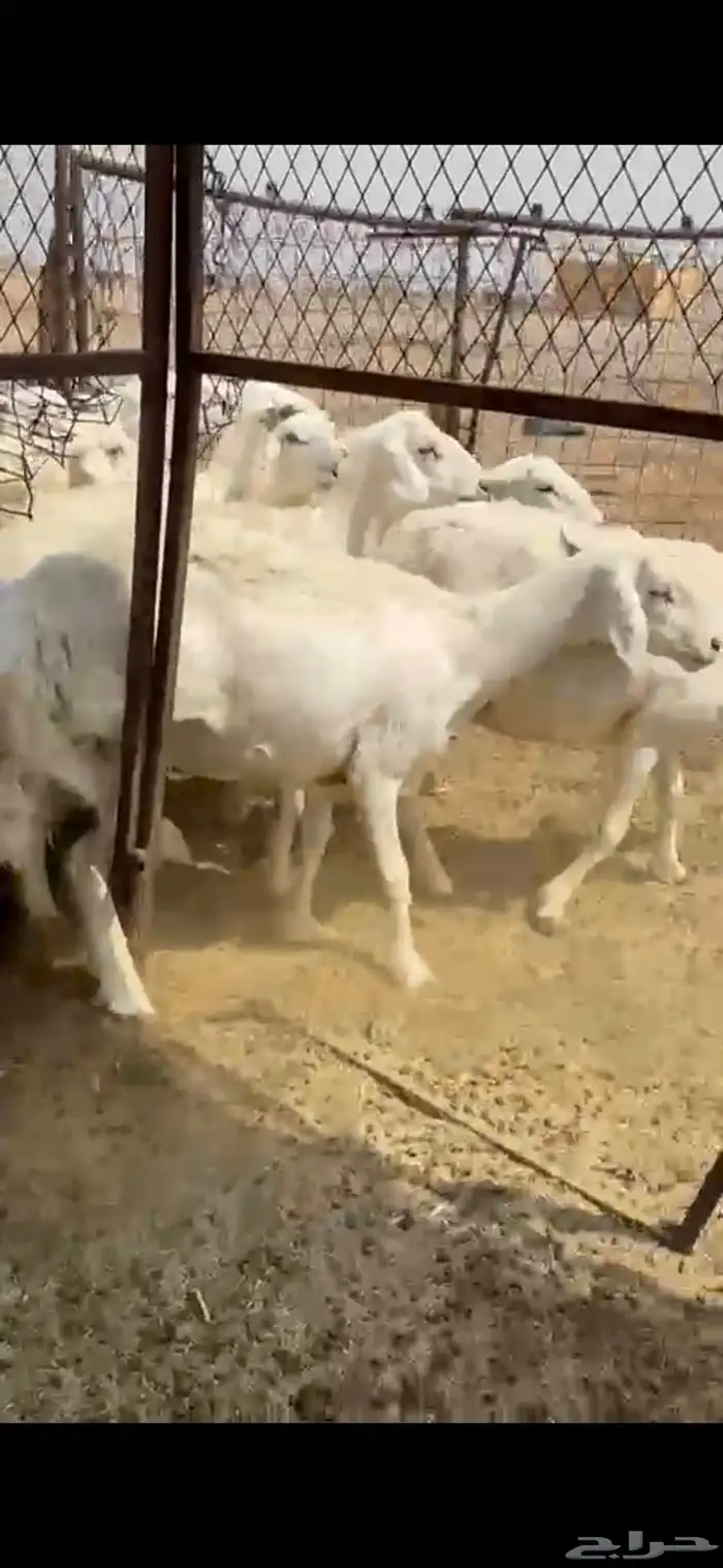 حريات 3