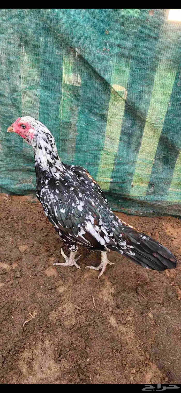 ميوالي زيرو 3