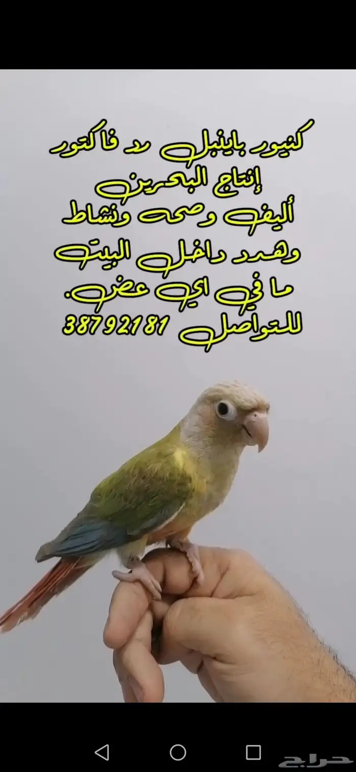 كنيور باينبل رد فاكتور أنتاج البحرين مفطوم وياكل بروحه 100 0