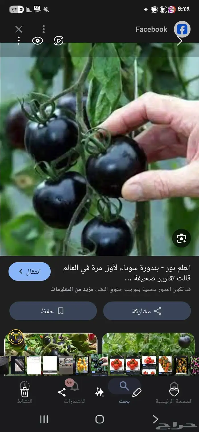للبيع شتلات خضار 9