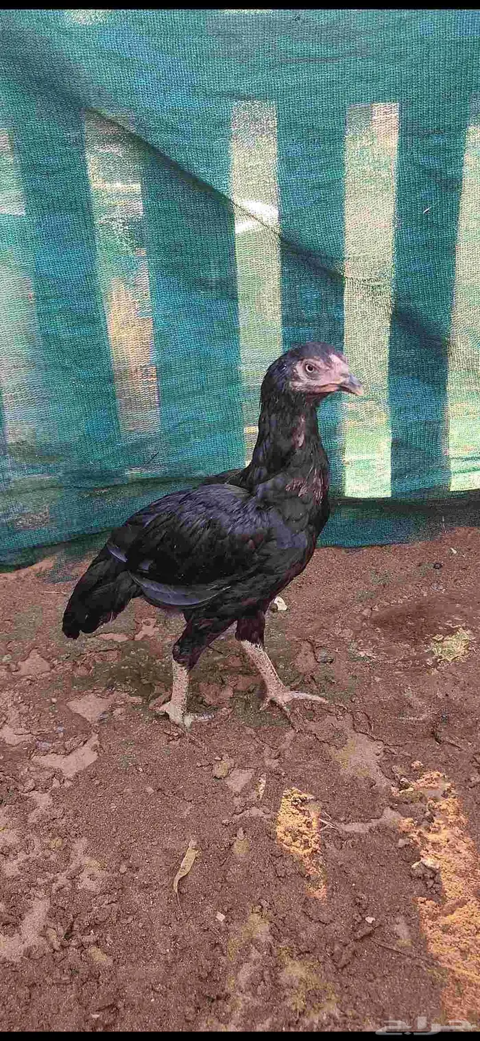 ميوالي زيرو 1