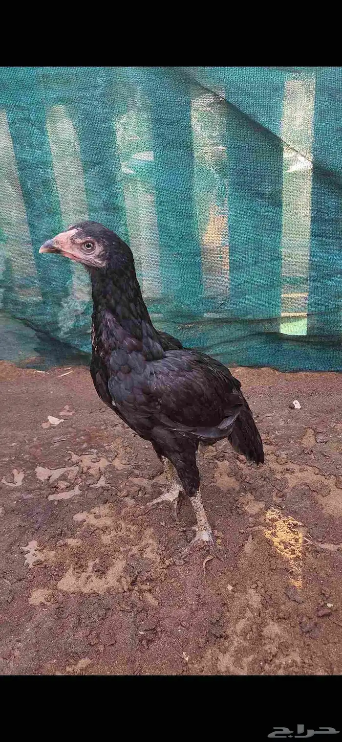 ميوالي زيرو 0