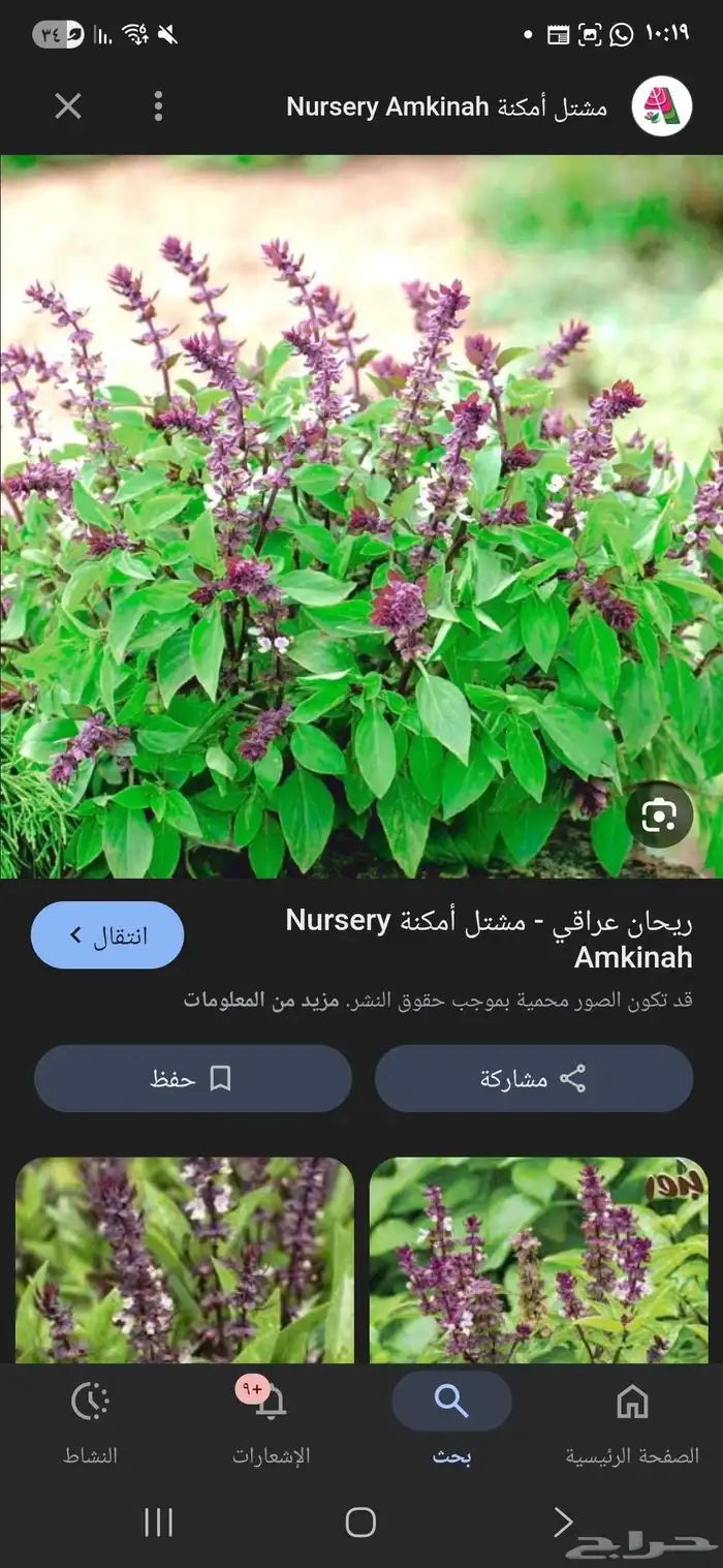 للبيع شتلات خضار 4