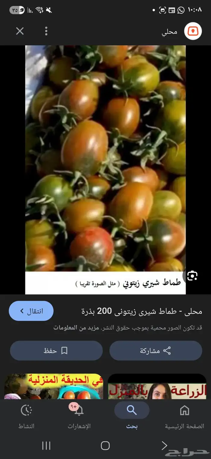 للبيع شتلات خضار 3
