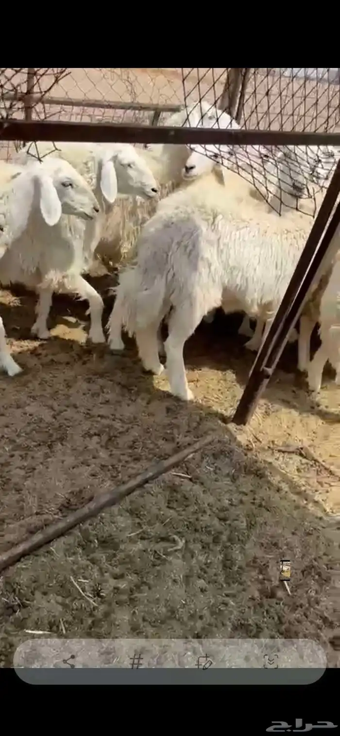 حريات 2