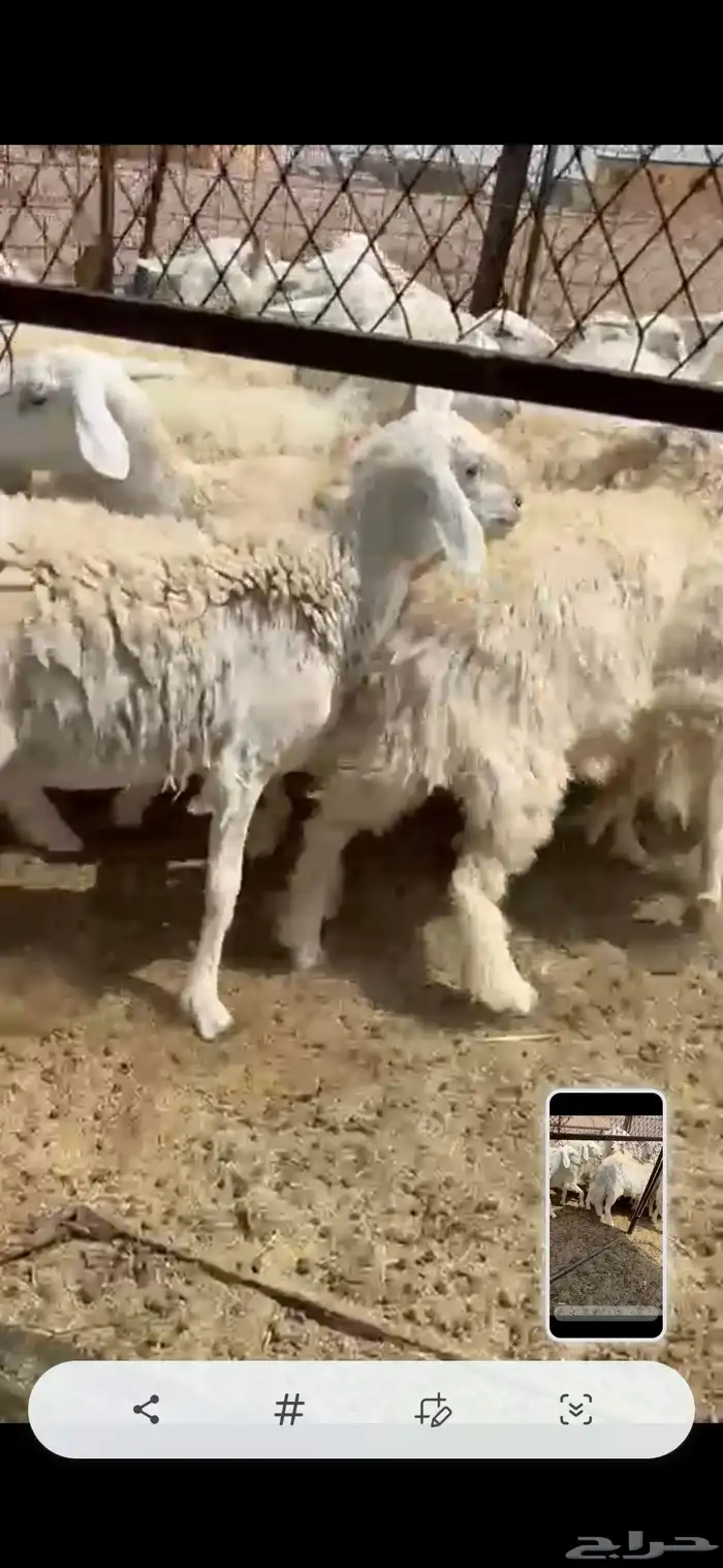 حريات 0